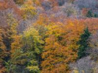 Bunte Herbstbäume am Waldrand bei Aschau